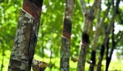 天然橡膠價格將上漲？3月天然橡膠能否擺脫頹勢？