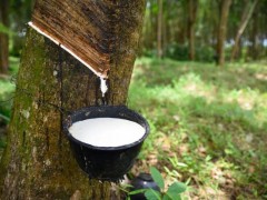 菲律賓國(guó)際橡膠會(huì)議探討天然橡膠行業(yè)未來(lái)發(fā)展路徑