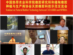 哇塞！瀾湄橡膠項目2024“成績單”亮眼