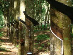 橡膠產(chǎn)業(yè)迎新機(jī) 大陸集團(tuán)印尼項(xiàng)目延長至2027年